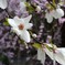 辛夷－枝垂れ桜をバックに