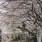 近所の桜