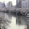 飯田橋から撮った桜