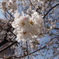 世田谷の桜