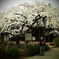 豪徳寺の桜