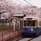 桜と電車