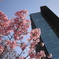 桜③