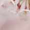 開花