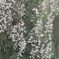 さくら
