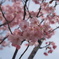 高松桜