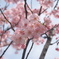 高松桜