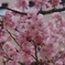 岡山大学桜