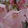 岡山大学桜