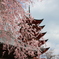 宮島の桜