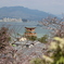 宮島の桜と大鳥居