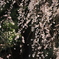 sidare-sakura