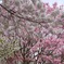 選り取り桜