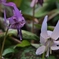 かたくりの花