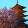 【1日1桜】東寺の河津桜