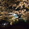 舞鶴夜桜-2