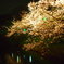舞鶴夜桜-7
