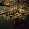 舞鶴夜桜-14