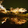 舞鶴夜桜-5