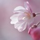 透きとおる枝垂れ桜