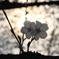 夕日と桜