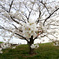 Sakura in Kawaguchi