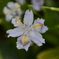 何の花？？ in 蘆花公園