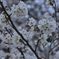 染井吉野 in 蘆花公園
