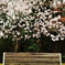 桜のベンチ