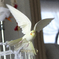 Flying Cockatiel