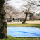 桜の木の下で