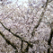 眉山　西部公園の桜