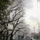 桜並木の裏側