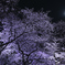 千鳥ヶ淵　朧月夜