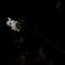 闇桜
