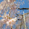 桜しだれて