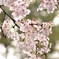 桜Ⅱ