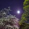 桜　松　朧月