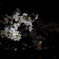 闇桜B