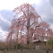 不二桜