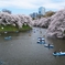 千鳥ヶ淵の桜2013　（３）　桜舞う