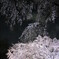 去年のしだれ桜