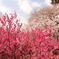 桜色　桃色重ね　青い空