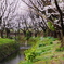 桜姿5（引地川）