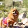 笑顔の愛犬