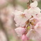 枝垂れ桜　②極楽寺