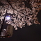 信号と夜桜