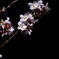 夜桜