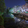 松山・道後公園の桜