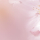 淡～春の息吹～
